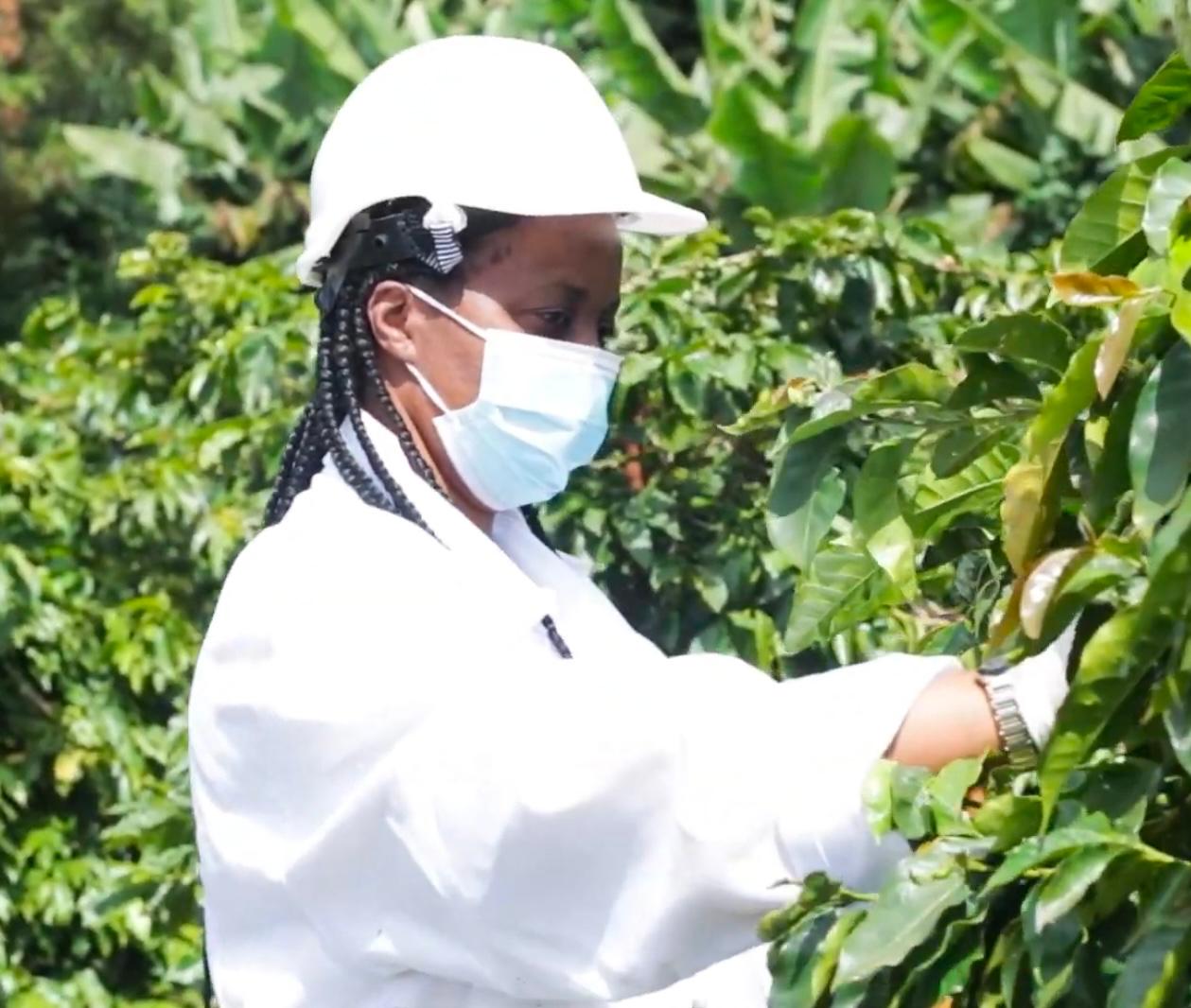 Regional Agricultural Advisory Services