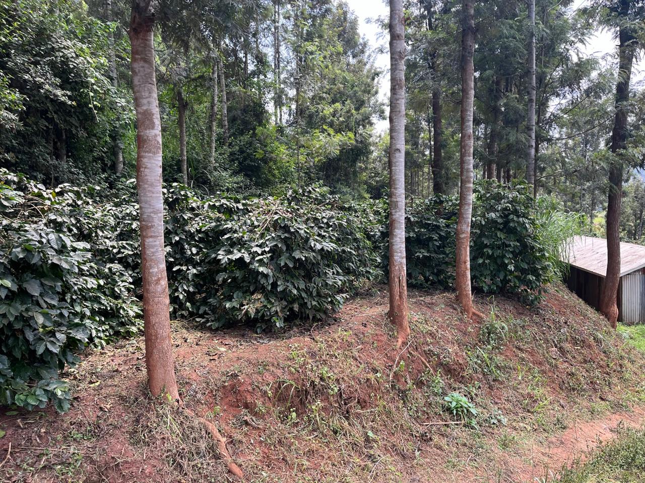 Regenerative Advisory